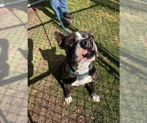 Medium Photo #1 American Pit Bull Terrier-Unknown Mix Puppy For Sale in Corpus Christi, TX, USA