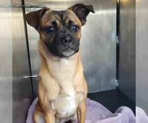 American Staffordshire Terrier-Unknown Mix Dogs for adoption in San Antonio, TX, USA