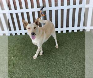 German Shepherd Dog-Unknown Mix Dogs for adoption in Modesto, CA, USA