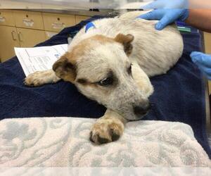 Mutt Dogs for adoption in Riverside, CA, USA