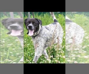 German Shorthaired Pointer Dogs for adoption in NYC, NY, USA