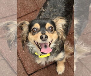Chiweenie Dogs for adoption in Sandy, UT, USA