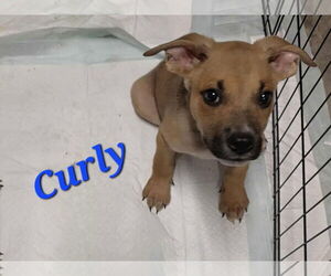 Mutt Dogs for adoption in Columbus, IN, USA