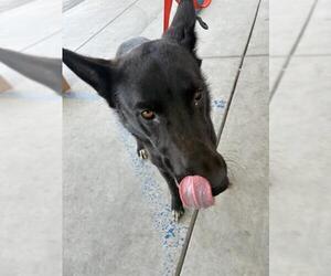 Mutt Dogs for adoption in Bakersfield, CA, USA