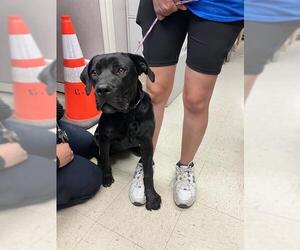 Labrador Retriever-Unknown Mix Dogs for adoption in Stockton, CA, USA