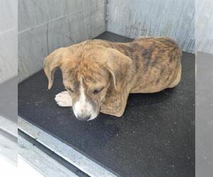American Staffordshire Terrier-Unknown Mix Dogs for adoption in San Antonio, TX, USA