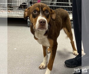 Mutt Dogs for adoption in Washington, DC, USA