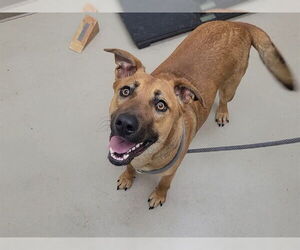 German Shepherd Dog-Unknown Mix Dogs for adoption in McKinleyville, CA, USA