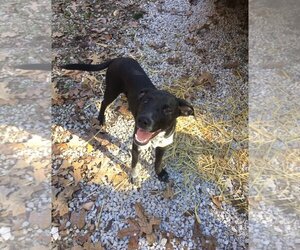 Mutt Dogs for adoption in Harrison, AR, USA