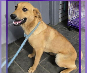 Mutt Dogs for adoption in Aurora, IN, USA