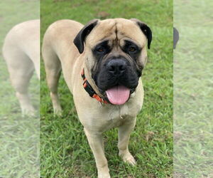 Mastiff Dogs for adoption in Virginia Beach, VA, USA