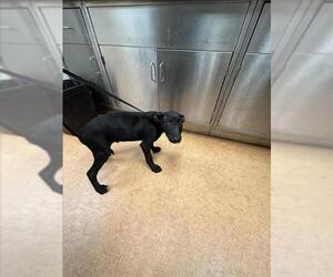 Labrador Retriever-Unknown Mix Dogs for adoption in Martinez, CA, USA