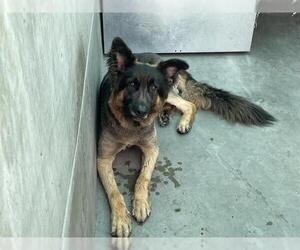 German Shepherd Dog Dogs for adoption in Pasadena, CA, USA