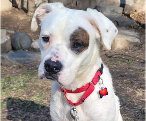 Bulldog-Labrador Retriever Mix Dogs for adoption in Princeton, MN, USA