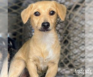 Mutt Dogs for adoption in Washington, DC, USA