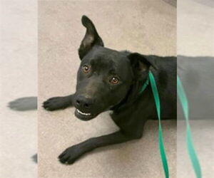 American Pit Bull Terrier-Unknown Mix Dogs for adoption in HESPERIA, CA, USA