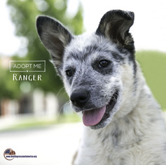 Mutt Dogs for adoption in Acton, CA, USA