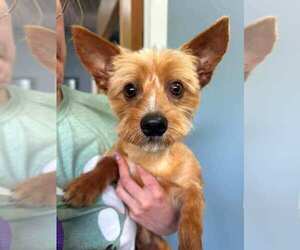 Mutt Dogs for adoption in Holly Springs, NC, USA