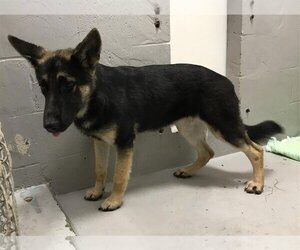 German Shepherd Dog Dogs for adoption in Augusta, GA, USA
