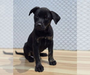 Labrador Retriever-Unknown Mix Dogs for adoption in Lakewood, CO, USA