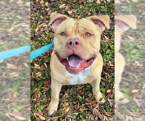 Mutt Dogs for adoption in Sacramento, CA, USA