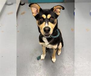 German Shepherd Dog-Unknown Mix Dogs for adoption in Peoria, IL, USA