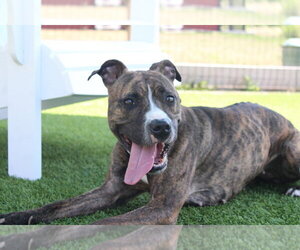 Boxer-Unknown Mix Dogs for adoption in Chestertown, MD, USA