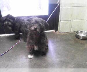 Mutt Dogs for adoption in Tulsa, OK, USA