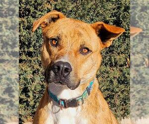 Labrador Retriever-Plott Hound Mix Dogs for adoption in Albuquerque, NM, USA