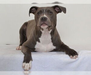 American Pit Bull Terrier-Unknown Mix Dogs for adoption in Oroville, CA, USA