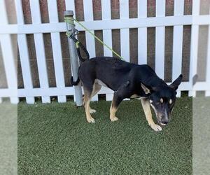 Chihuahua-German Shepherd Dog Mix Dogs for adoption in Modesto, CA, USA