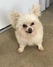 Maltipom Dogs for adoption in Sistersville, WV, USA