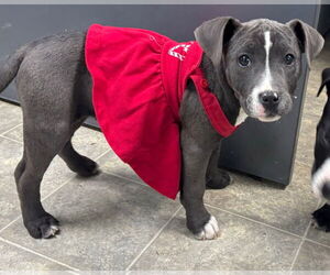 Mutt Dogs for adoption in Rustburg, VA, USA