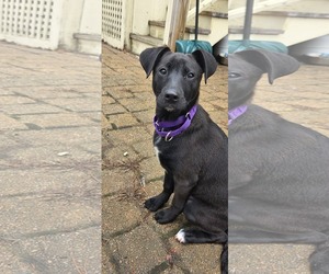 Labradoodle Dogs for adoption in pomfret, CT, USA