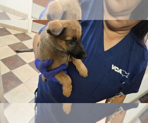 German Shepherd Dog-Unknown Mix Dogs for adoption in West Sacramento, CA, USA