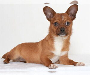 Chihuahua-Unknown Mix Dogs for adoption in Oroville, CA, USA