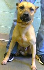 American Pit Bull Terrier-Unknown Mix Dogs for adoption in Decatur, GA, USA