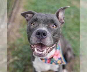 American Staffordshire Terrier-Unknown Mix Dogs for adoption in San Antonio, TX, USA