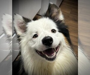 Border Collie Dogs for adoption in Boise, ID, USA