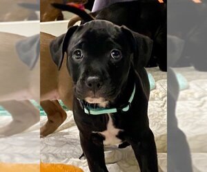 American Pit Bull Terrier-Labrador Retriever Mix Dogs for adoption in Mechanicsburg, PA, USA