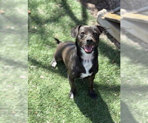 Chihuahua Dogs for adoption in Fremont, CA, USA