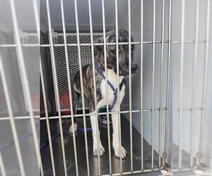 American Pit Bull Terrier Dogs for adoption in Bakersfield, CA, USA