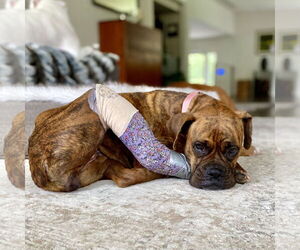 Boxer Dogs for adoption in Dumont, NJ, USA