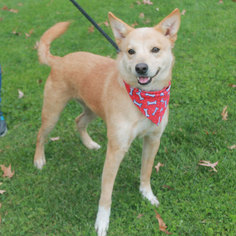 Shiba Inu-Unknown Mix Dogs for adoption in Garfield Heights, OH, USA