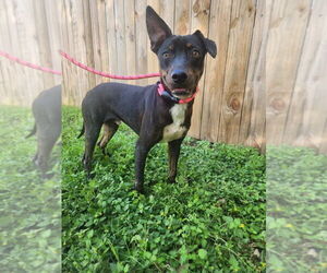 Australian Kelpie-Unknown Mix Dogs for adoption in Brewster, NY, USA