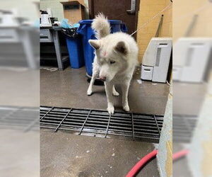 Siberian Husky Dogs for adoption in Stockton, CA, USA
