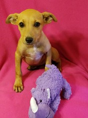 Labrador Retriever-Unknown Mix Dogs for adoption in Newark, DE, USA