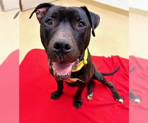 American Pit Bull Terrier-Unknown Mix Dogs for adoption in Derwood, MD, USA