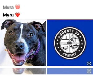 American Staffordshire Terrier-Bull Terrier Mix Dogs for adoption in Akron, OH, USA