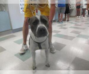 Staffordshire Bull Terrier Dogs for adoption in Oklahoma City, OK, USA